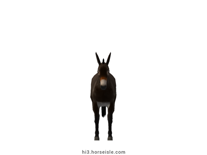 Pyrenean Donkey Brown Black Coat (front view)